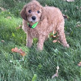 Green Girl - Apricot female Goldendoodle puppy in Colorado Springs, Colorado from Pikes Peak Doodles