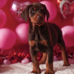 Doberman Pinscher and Labrador Retriever Puppies from GFDutton Retrievers & Dalla Grazia Dobermans
