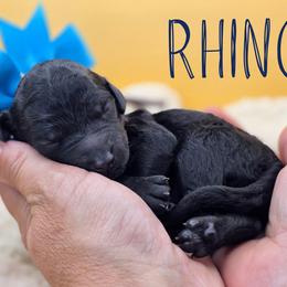 Rhino - Black female Poodle puppy in Springfield, Oregon from Valaurah Farms