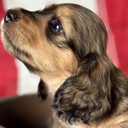 Judd💙 - Cream Dachshund puppy in Stoutland, Missouri from Farmhouse Dachshunds