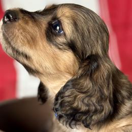 Judd💙 - Cream Dachshund puppy in Stoutland, Missouri from Farmhouse Dachshunds