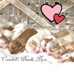 Cockapoo puppies from Crandall’s Doodle Barn