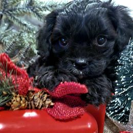 Peppermint - Black male Cavapoo puppy in Marshfield, Missouri from Puppyloversplace