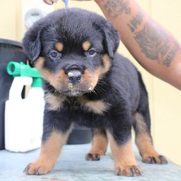 Boy 5 - Black and mahogany male Rottweiler puppy in Tallahassee, Florida from Patrick's Pups