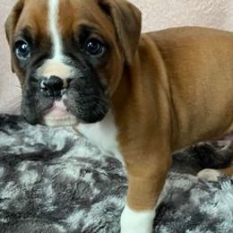 Boxers and French Bulldogs from Spruce Creek Kennels