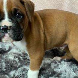 Boxers and French Bulldogs from Spruce Creek Kennels