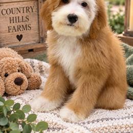 Clover - Red female Bernedoodle puppy in Temecula, California from Country Hills Doodles