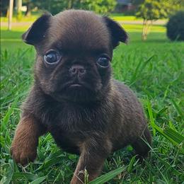 Choc Tan girl - Brown female Brussels Griffon puppy in Huntsville, Alabama from Tammy's Brussels