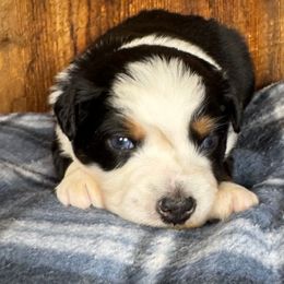 Clause - Red tri male Miniature Australian Shepherd puppy in Tonasket, Washington from V5 Aussies