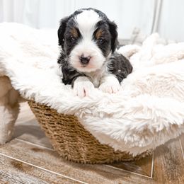 Green - Black tri-color male Aussiedoodle puppy in Slc, Utah from Timp Doodles