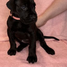 Great Dane Puppies from B3 Kennels