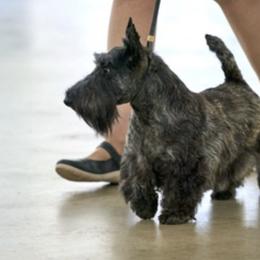 Scottish Terriers from BROOKSTONE SCOTTISH TERRIERS, Ocala Florida