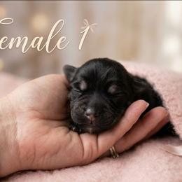 Princess Peach - Black and silver female Miniature Schnauzer puppy in Houston, Texas from Haughton Farm