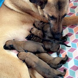Belgian Malinois Puppies from Pyrex Kennels