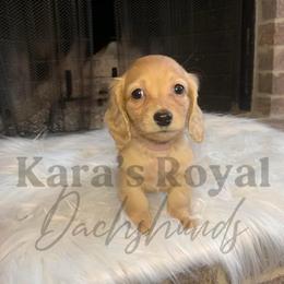 Dachshund Puppies from Karas Royal Dachshunds