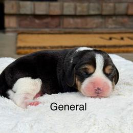 General - Black tan and white male Beagle puppy in Mansfield, Missouri from Rippee Creek Kennel