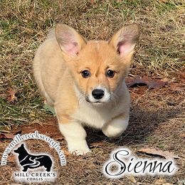 Sienna- beautiful red and white girl - Red female Pembroke Welsh Corgi puppy in Taylorsville, North Carolina from Mill Creek’s Pembroke Welsh Corgis and French Bulldogs