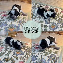 Grace - Blue roan female Cockapoo puppy in Lafayette, Louisiana from Kinkade Kennels