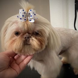 Angus - Shih Tzu