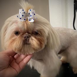 Angus - Shih Tzu