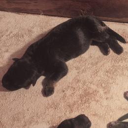 Girl 5 - Black and tan female German Shepherd puppy in Lake George, Colorado from High Country German Shepherds
