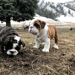 Bulldog Puppies from Fields’ Folly