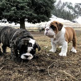 Bulldog Puppies from Fields’ Folly