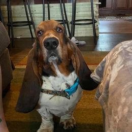 Freddie  - Basset Hound