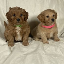 Cavapoo and Poodle Puppies from Coopers Lane Puppies