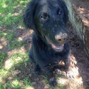 Flat-Coated Retriever Puppies from Beacon's Flat-Coated Retrievers