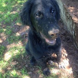Flat-Coated Retriever Puppies from Beacon's Flat-Coated Retrievers