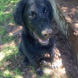 Flat-Coated Retriever Puppies from Beacon's Flat-Coated Retrievers