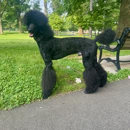 Poodle All Grown Up from Sweet Standards