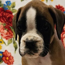 Girl 4 - Boxer puppy in Rocky Comfort, Missouri from Meredith's Boxer Puppies