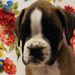 Girl 4 - Boxer puppy in Rocky Comfort, Missouri from Meredith's Boxer Puppies