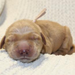 Pink Girl - Golden female Golden Retriever puppy in Landrum, South Carolina from Golden Dreams