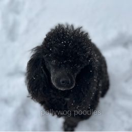 Claire - Poodle