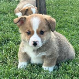 Boy 2 - White and fawn male Pembroke Welsh Corgi puppy in Honey Grove, Texas from JK Ranch Corgis
