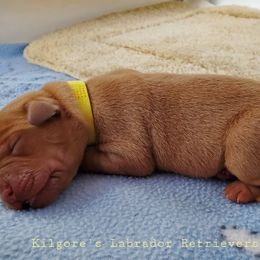 Labrador Retriever Puppies from Kilgore’s Labrador Retrievers