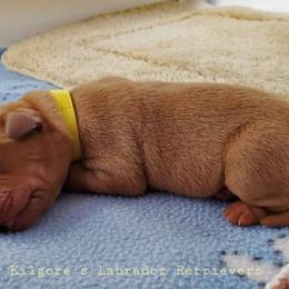 Labrador Retriever Puppies from Kilgore’s Labrador Retrievers
