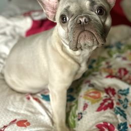 French Bulldogs from Hogue's Family Frenchie's