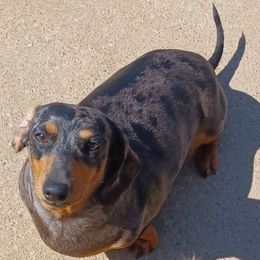 Sydney - Dachshund