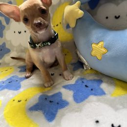 Chihuahua Puppies from CMW Interstellar Kennel