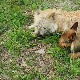 Australian Terrier and Cairn Terrier All Grown Up from Cedar Forrest Terriers LLC (Cairns & Australian Terriers)