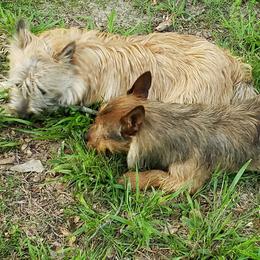 Australian Terrier and Cairn Terrier All Grown Up from Cedar Forrest Terriers LLC (Cairns & Australian Terriers)
