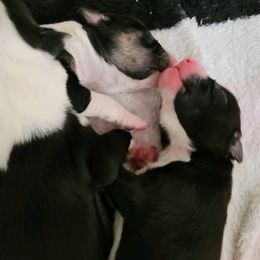 Boy 3 - Border Collie puppy in Montesano, Washington from Misty Mountain Border Collies