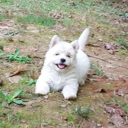 Please read description - White male West Highland White Terrier puppy in Hoschton, Georgia from AKC  Westie World