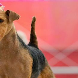 Cairn Terriers and Welsh Terriers from MoorGreen Terriers