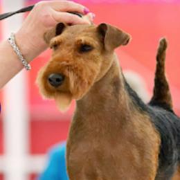 Cairn Terriers and Welsh Terriers from MoorGreen Terriers