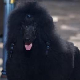 Lucky - Poodle
